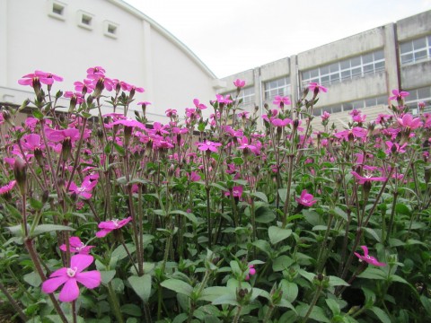 ②体育館ピンクIMG_0174