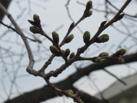 ⑦桜アップIMG_0181
