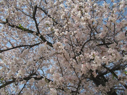 ①さくらIMG_0077