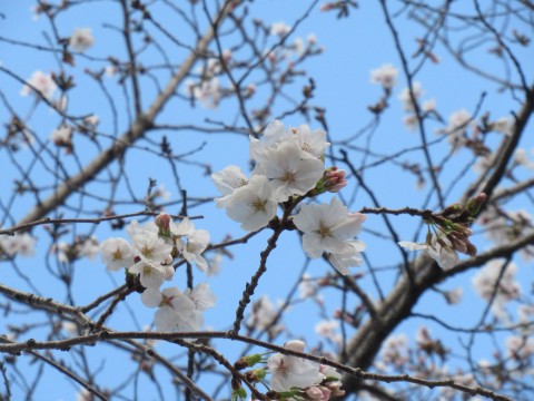 ①さくら